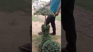 how to make a topiary #sikhe #beautiful #plantdesign #gardening #viralvideo