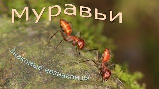 Муравьи: знакомые незнакомцы