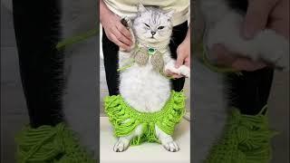 Dazzling dance moves! Did it charm you?  #CatDance #AdorableMoves #CuteCatVideo  #CharmingCat