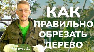 Как обрезать дерево правильно. Часть 4.