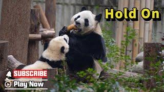 Nothing Stops Panda Mom From Eating, Even Her Cute Baby  | iPanda