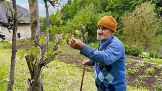 Grandfather's Return After Surgery To His Usual Life With His Wife in a Mountain Village