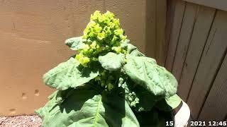 Nicotiana Rustica Time Lapse