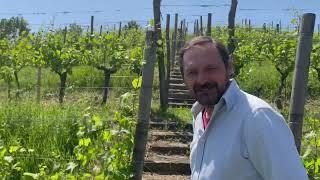 Marco Cecchini, Friuli-Venezia Giulia: Slow Wine 2024