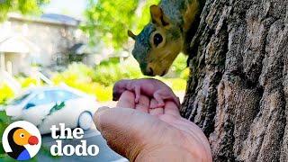 Mama Squirrel Adopts Orphaned Baby | The Dodo
