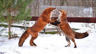 Red Foxes Playing in the Snow