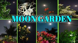 What is moon garden? Enjoy this new trend for your house