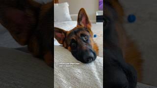 #germanshepherd #dog