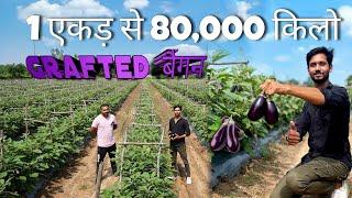 How to get more production from Grafted Baigan । ग्राफ्टेड बैंगन तना छेदक व फल छेदक नहीं आयेगा ।