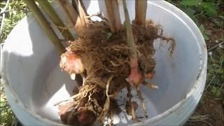 Farm Life - GALANGAL SUPER HERB