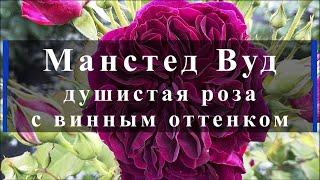 Манстед Вуд - душистая розас винным оттенком. Питомник растений Е. Иващенко