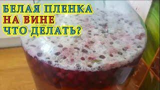 Белая плёнка на вине, что делать? | Ответы на вопросы подписчиков