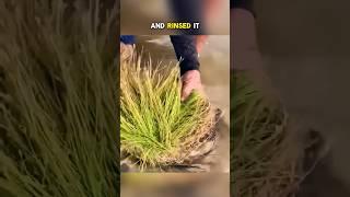 The Secret Behind The Grass #wholesome #gold #shorts