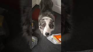 Zoey the Border Collie investigates the groceries #bordercollie