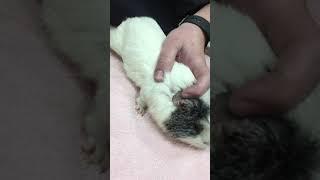 Guinea Pig Ear Cleaning Demonstration - Winrose Animal Hospital
