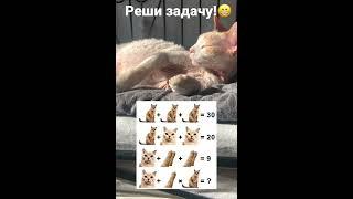 Реши задачу!#котики #ileocat #математика #подпишись #shorts