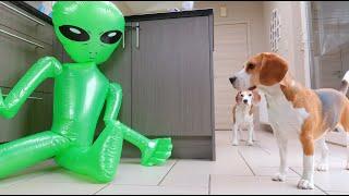 Funny Dogs Pranked By ALIEN!