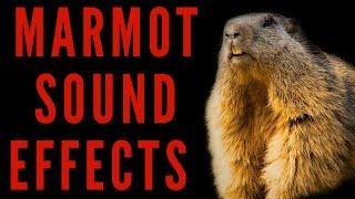 MARMOT SOUND EFFECTS - Marmot Scream | maktub_ytv