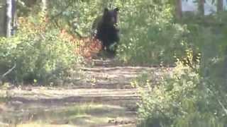 Grizzly Bear Sow near the Richardson Highway by Glennallen