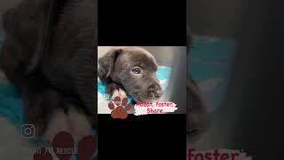Help save Gracie! Share her story #dog #rescue #ittakesavillage #puppy #dogsoftiktok #adoptdontshop