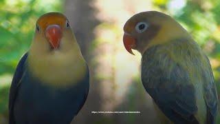 Lovebird's Chirping Sounds: Parblue Euwing Yellow & Parblue Blue