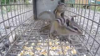 Trapping 2 chipmunks at once!