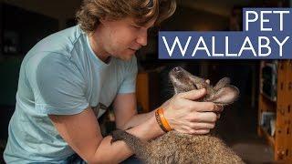 Man And Wallaby's Amazing Friendship