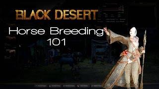 Black Desert Online - Horse Breeding