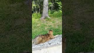 Cat walks in the woods