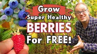 Grow Healthy Berries For Free! 🫐