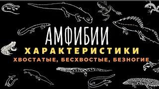 Класс земноводные или амфибии. Биология 7 класс. Земноводные животные. Строение, отличия. ЕГЭ