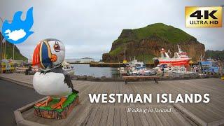 Iceland Walking Tour - Westman Islands [4K]