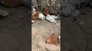 Кури відпочвають на природі! Домашні тваринки! Chickens are resting in nature! Pets! #Shorts