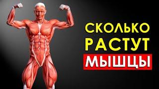 Сколько Растут Мышцы?