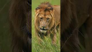 Lion from Masai Mara #safariwithjayanta #wildlife #wildlifephotoghraphy