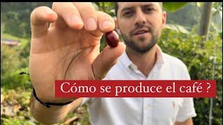 ️Cómo se produce el café ? ( cultivos )