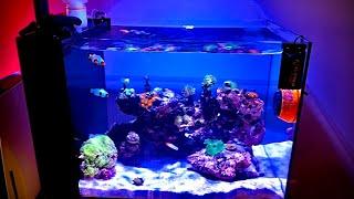 Waterbox 25 Peninsula Aquarium Episode 2