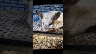 please follow and subscribe if you love chinchillas