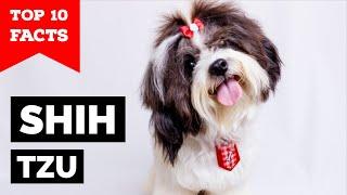 Shih Tzu - Top 10 Facts