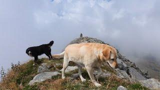 Stella e Artù, cani felici in montagna