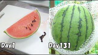 食べた小玉スイカの種を植えたら、甘いスイカがたくさん出来た…(スイカの育て方) / How to grow watermelon  from store bought watermelon