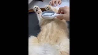 Щетка для сухого и влажного вычесывания собак и котов Pet Gravity 4в1 Pet Grooming Comb