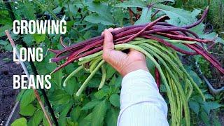 How to grow long beans at home - from planting to harvest