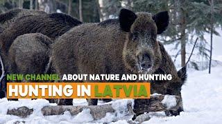 HUNTING IN LATVIA | WINTER | NIGHT CAMERA  HC-801A