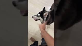 #dog #freetime #bugbounty #husky #funny #doglover