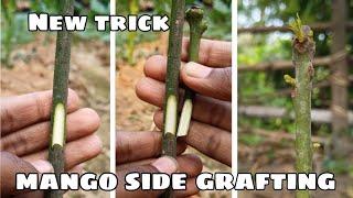 Mango grafting new technique | how to graft mango tree | mango grafting technique