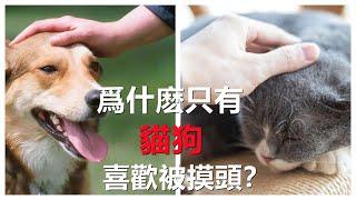 【撫摸動物】為什麽只有貓和狗喜歡被摸頭？