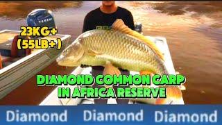 Diamond common carp in Africa reserve guide | the angler Call Of The wild