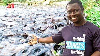 Amazing!! Success in Catfish farming| Harvesting at 4 months