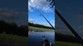 Он уже не мог гребсти. Она схватила его и съела! #shorts #рыбалка #щука #fishing #спиннинг